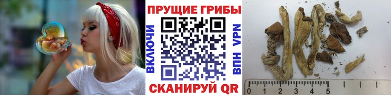 Псилоцибиновые грибы прущие грибы  купить   Крымск 